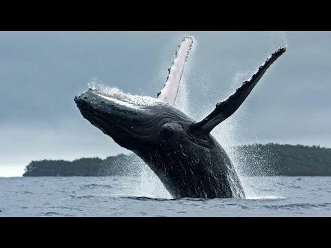 Видео: Интересные факты о китах!🐋
