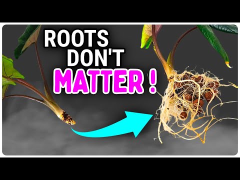 Видео: Корни не имеют значения: пересадка алоказии из почвы в керамзит