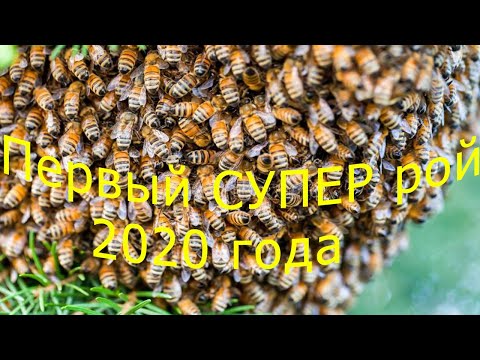Видео: Первый СУПЕР рой 2020 года