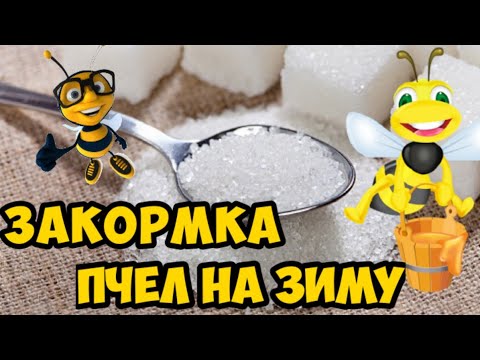 Видео: 🔴Закормка пчел на зиму сахарным сиропом🔴