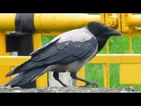 Видео: Кроухантинг : Нарезки из рейдов , отчёты и итоги ( тест пули квинтор флеш ) Crowhunting 2023 г.