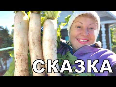 Видео: Сказка на собственном огороде. Бабка за дедку и не думала что такое вытащу