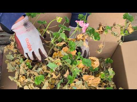 Видео: Уборка листьев, спасение однолетних гераней и слоновьих ушей 🍁💪🏻🪴