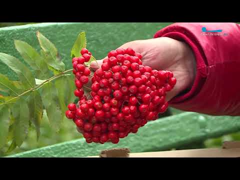 Видео: Как правильно собирать и хранить рябину
