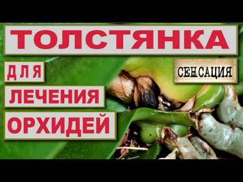 Видео: ТОЛСТЯНКА, ЖИВОЕ ДЕРЕВО ДЛЯ ОРХИДЕЙ! ЛЕЧЕНИЕ СТВОЛОВОЙ ГНИЛИ ОРХИДЕИ СОКОМ ТОЛСТЯНКИ! РЕЗУЛЬТАТ👍👍👍