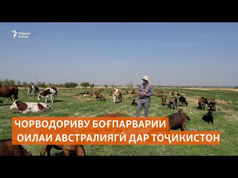Видео: Чорводориву боғпарварии оилаи австралиягӣ дар Тоҷикистон