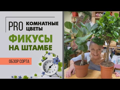 Видео: Фикус Моклейм и Эудрей на штамбе | Самые прекрасные фикусы для интерьера