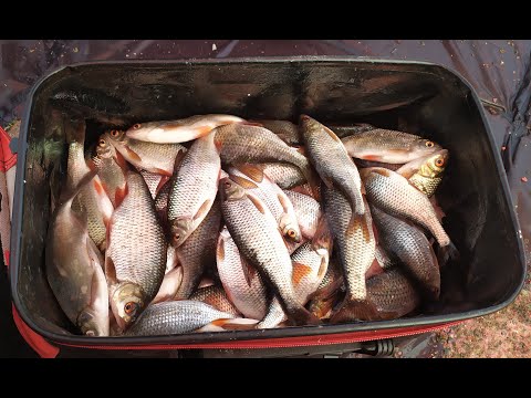 Видео: Зимняя рыбалка на Рефтинском в первый день 2024 года !