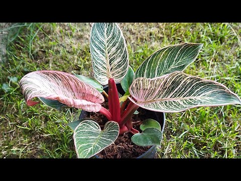 Видео: Филодендрон Биркин Пинк - яркая новинка в моей коллекции. Розовый биркин