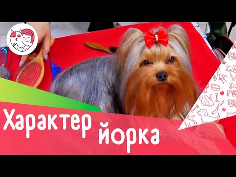 Видео: 4 черты характера йоркширского терьера