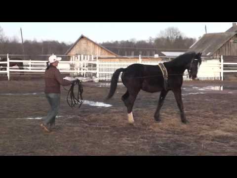 Видео: Жеребёнок на вожжах, второе занятие. Повороты.