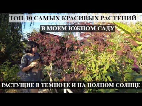Видео: ТОП-10 САМЫХ КРАСИВЫХ РАСТЕНИЙ В МОЕМ ЮЖНОМ САДУ В АВГУСТЕ ! Растущие в темноте и на полном солнце !