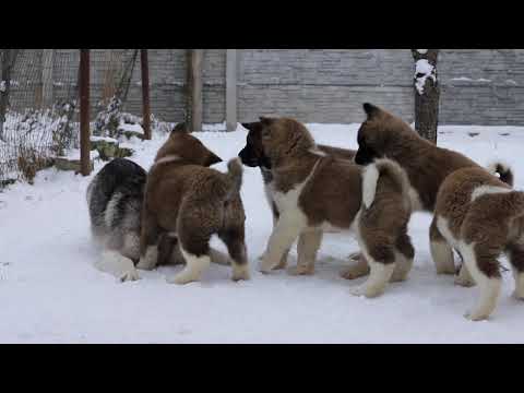 Видео: Щенки Американской Акиты знакомятся со взрослой Хаски