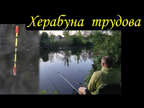 Видео: Херабуна трудова - річка Рів - коли риба сильно розбавлена водою #herabuna #streetfishing #floating