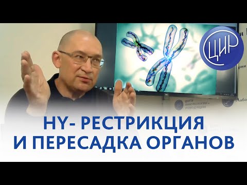 Видео: HLA система и HY рестрикция. Рассказывает Гузов И.И.