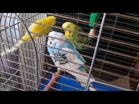 Видео: Лечение волнистого попугая от поноса Диарея Чем лечить попугаев от поноса