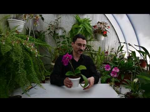 Видео: Старение листьев. Польза от старых листьев. Сбрасывание листьев.