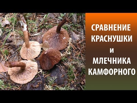 Видео: Сравнение Краснушки и Млечника камфорного.