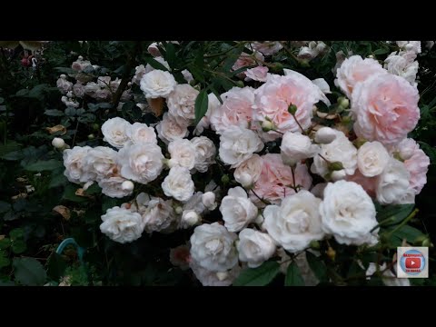 Видео: Капризная Ларисса или я неумеха?😊😊😊 Умные мысли после трудного дня!🌹🌹🌹