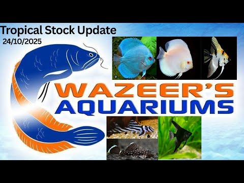 Видео: Обновление тропических запасов 24.10.2025