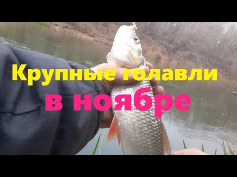 Видео: Рыбалка поздней  осенью 2021! Крупный голавль.