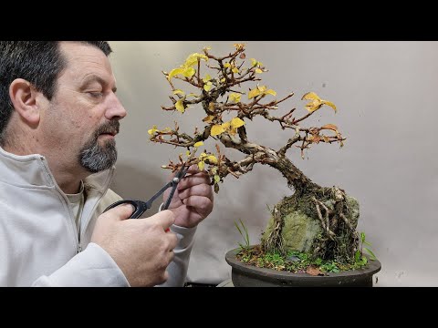 Видео: Обрезка корней вьющейся гортензии по скале