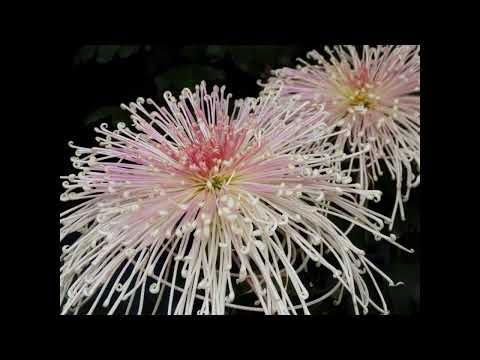 Видео: Горшечные #хризантемы Potted #chrysanthemums Houseplants69 Комнатные растения69