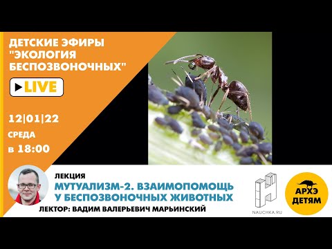 Видео: Лекция Вадима Марьинского "Мутуализм-2. Взаимопомощь у беспозвоночных животных"