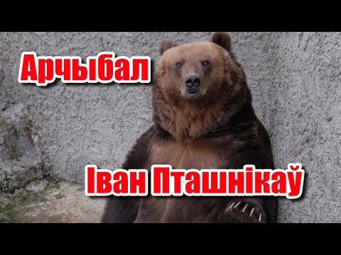 Видео: Арчыбал | Іван Пташнікаў | Пазакласнае чытанне 6 клас