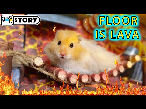 Видео: Приключения Хомяка Клауда в Вулкане 🔥 Хомура Хам Питомцы