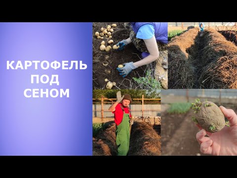 Видео: Картофель под сеном. Посадка и результаты прошлого года.