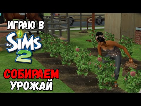 Видео: ИРАЮ В SIMS 2 | СОБИРАЕМ УРОЖАЙ И СТРОИМ ПОГРЕБ