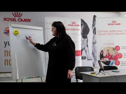 Видео: Здоровая кожа и шерсть собаки.