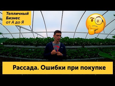 Видео: Рассада клубники. Ошибки при покупке рассады