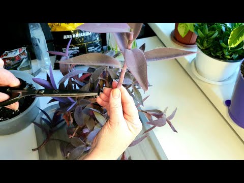 Видео: Сеткреазия пурпурная. Пересадка цветов без корней.