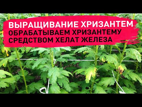 Видео: Обрабатываем хризантему средством хелат железа