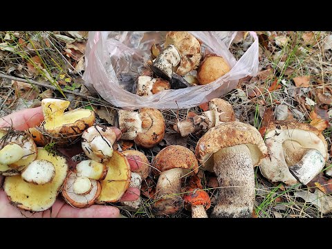 Видео: За грибами. Маслята наконец то полезли и другие грибы тоже. Грибы 2025.