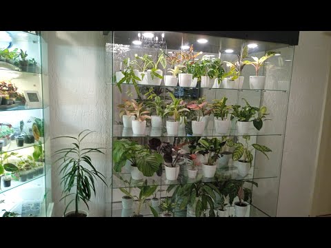 Видео: Комнатные цветы.Новая стеклянная витрина для цветов.