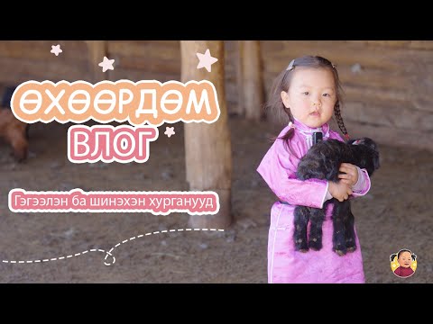 Видео: Гэгээлэн ба шинэхэн хурганууд 🐑 | Өхөөрдөм влог💛