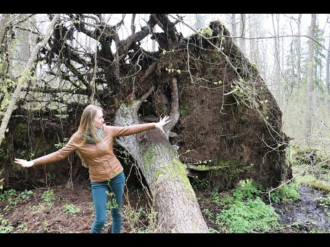 Видео: Беловежская пуща. Зубры в Белоруссии. Дикий лес (Belovezhskaya Pushcha, Bialowieza Forest)