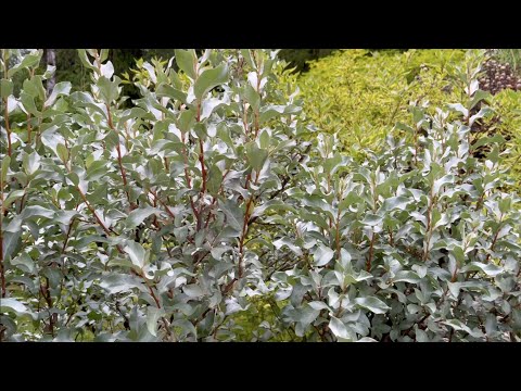 Видео: ПРОГУЛКА ПО САДУ. ИВА ПЛАКУЧАЯ / МАТСУДАНА / ЛОХ СЕРЕБРИСТЫЙ и др  РАСТЕНИЯ ДЛЯ ПРОДАЖИ.