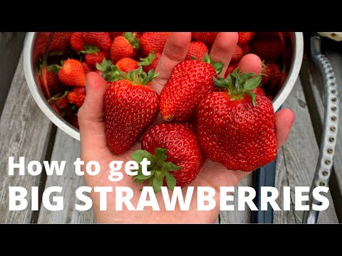 Видео: Мой совет по выращиванию БОЛЬШОЙ клубники!