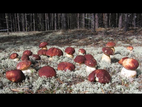 Видео: МИЛЛИОН БЕЛЫХ ГРИБОВ! День второй! ПРИМИРЕНИЕ С ЖЕНОЙ! Белые грибы 2020.  Грибы 2020. Грибы.