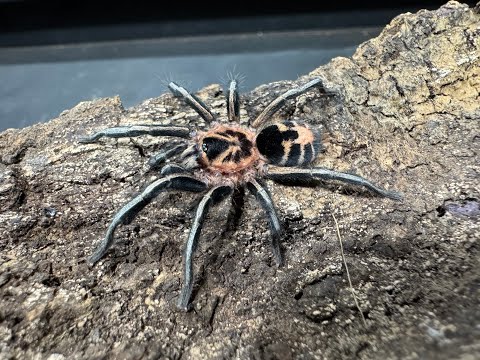 Видео: Cyriocosmus leetzi, колумбийский карликовый тигр: переселение и уход