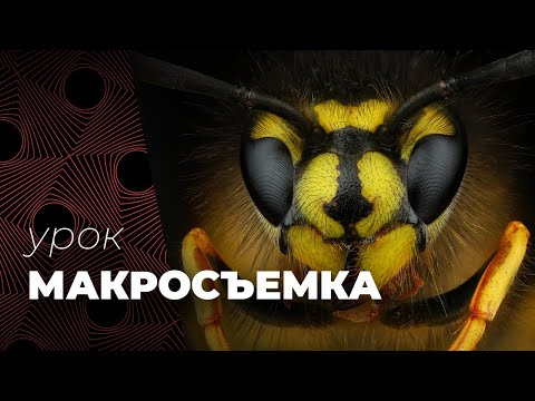 Видео: МАКРОСЪЕМКА🦋📷. Советы фотографам.