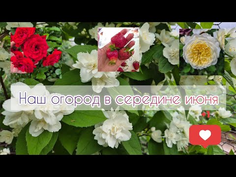 Видео: Наш огород в середине июня🍓