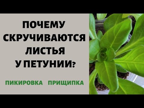 Видео: Почему скручиваются листья у петунии. Пикировка, прищипка.