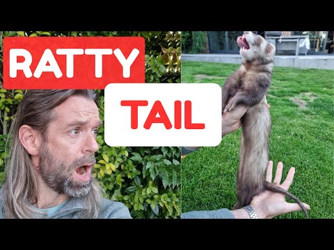 Видео: Почему у вашего хорька лысый хвост (и когда стоит беспокоиться)