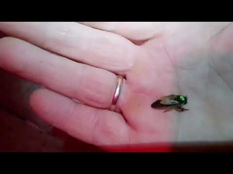 Видео: 26.11.24. Минус две семьи!!! Три причины гибели пчел!!!