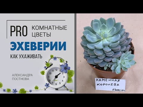 Видео: Эхеверия | Королева суккулентов | Каменная роза или каменный цветок